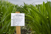 Sign indicating the contracting establishment LIMAGRAIN in a corn seed field. Report on the controversial Mega bassin project led by the Association syndicale libre (ASL) des Turlurons. The aim is to create 2 reservoirs covering 18 and 15 hectares in the communes of Bouzel and Saint-Georges-sur-Allier, in the Billom district, Puy de dôme, France.