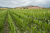 A field of EN80 corn seed offered to farmers by Limagrain, Billom, France.