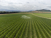 Aerial view taken with a drone of seed corn fields in July in the Auvergne region near Billom. Automatic watering, Billom, France.