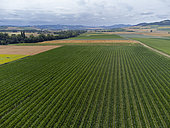 Aerial view taken by drone of seed corn fields in July in the Auvergne region near Billom, Billom, France.