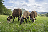 A shepherd from the Lutte des Sucs opens a dialogue with local residents, using his sheep, on the controversial project to bypass the communes of Le Pertuis and Saint Hostien and run the N88 through various natural areas. The route is criticized by Lutte des Sucs opponents and environmentalists, Le Pertuis, France.