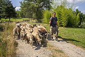 A shepherd from the Lutte des Sucs opens a dialogue with local residents, using his sheep, on the controversial project to bypass the communes of Le Pertuis and Saint Hostien and run the N88 through various natural areas. The route is criticized by Lutte des Sucs opponents and environmentalists, Le Pertuis, France.