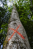 Ash tree marked with an orange cross using a marking spray by a woodcutter for felling. Felling of ash used as firewood. Thinning cut, Saint Alban des Hurtieres, France.