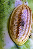 Locust Eye