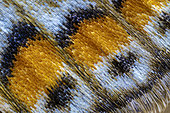 Lycaenid butterfly wing scales