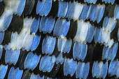 Lycaenid butterfly wing scales