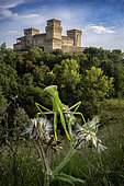 Praying mantis (Mantis religiosa) in front of Torrechiara Castle, Parma, Italy