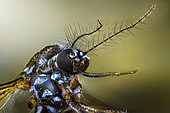 Tête d'un Moustique tigre (Aedes albopictus) femelle