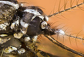 Tête d'un Moustique tigre (Aedes albopictus) femelle