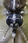 Head of a female Tiger mosquito (Aedes albopictus)