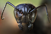Head of a Carpenter Ant (Camponotus sp.)