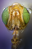 Head of fruit fly (Tephritidae sp.). Focus stacking of 220 images.