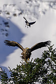White-tailed eagle (Haliaeetus albicilla) being mobbed by Hooded Crow (Corvus cornix)