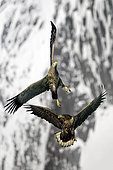 White-tailed eagles (Haliaeetus albicilla) in flight