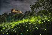 A multitude of fireflies in front of Torrechiara Castle, Parma, Italy
