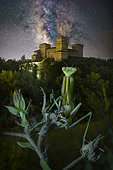 Praying mantis (Mantis religiosa) in front of Torrechiara Castle under the Milky Way, Parma, Italy