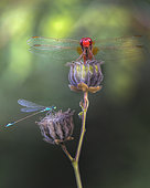 Scarlet dragonfly (Crocothemis erythraea) and Damselfly, Emilia-Romagna, Italy