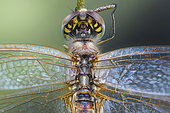 Portrait of a Dragonfly