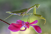 Praying mantis (Mantis religiosa) on a Cyclamen flower