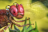 Portrait of a male Scarlet dragonfly (Crocothemis erythraea)