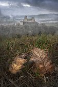 Dead leaves, Torrechiara Castle, province of Parma, Emilia Romagna, Italy