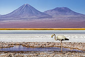 Flamingo (Phoenicopterus sp.), Laguna Tebinquinche, San Pedro de Atacama, Antofagasta, Chile