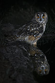 Long-eared owl (Asio otus) reflected in the water