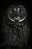 Portrait of a Long-eared Owl (Asio otus)