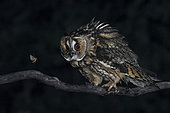 Long-eared owl (Asio otus) observing an insect