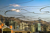 Turkey vulture (Cathartes aura) trails, Antofagasta, Chile.