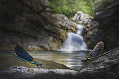 Two Calopterix near the waterfall, Parma, Italy