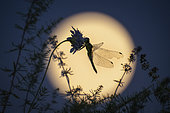 Libellule posée sur une fleur de nuit devant la pleine lune