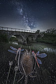Dragonflies and the Milky Way. single exposure with refocusing technique