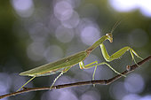 Praying mantis (Mantis religiosa) on a branch