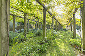 Vignoble, Parc de Bercy, Paris XIIème arrondissement, France