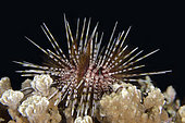 Double-spined Urchin, (Echinothrix calamaris), night dive, Mimpi Channel Jetty dive site, near Menjangan Island, Buleleng Regency, Bali, Indonesia