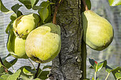 Pear ‘Beurré d’Hardenpont’, Pyrus communis ‘Beurré d’Hardenpont’, fruits