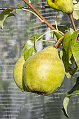Pear ‘Beurré d’Hardenpont’, Pyrus communis ‘Beurré d’Hardenpont’, fruits