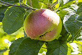 Apple 'Reinette Blanche du Canada', Malus domestica 'Reinette Blanche du Canada', fruit