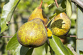Pear 'Marie Louise Goethe', Pyrus communis 'Marie Louise Goethe', fruits