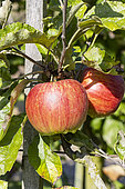 Apple 'Rivière', Malus domestica 'Rivière', fruits