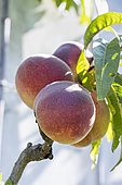 Peach 'Grosse mignonne', Prunus persica 'Grosse mignonne', fruits