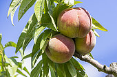 Peach 'Grosse mignonne', Prunus persica 'Grosse mignonne', fruits