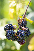 Blackberry, Rubus fructicosa, fruits