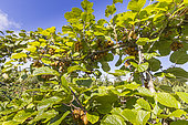 Chinese gooseberry 'Hayward', Actinidia deliciosa 'Hayward', fruits