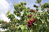 Bigarreau cherry (Prunus avium). Bunch fruiting of bigarreau cherry (Prunus avium), Cipières, Alpes Maritimes, France