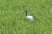 Sacred Ibis (Threskiornis aethiopicus), invasive species in Western Europe, adult feeding in a rice field, near Vercelli, Piedmont, Italy