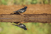 Red billed Buffalo Weaver (Bubalornis niger) along waterhole with reflection in Kruger National park, South Africa