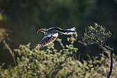 Southern Red billed Hornbill (Tockus rufirostris) flying in backlit in Kruger National park, South Africa