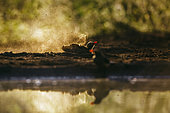 Red billed Oxpecker (Buphagus erythrorhynchus) along waterhole at dawn in Kruger National park, South Africa